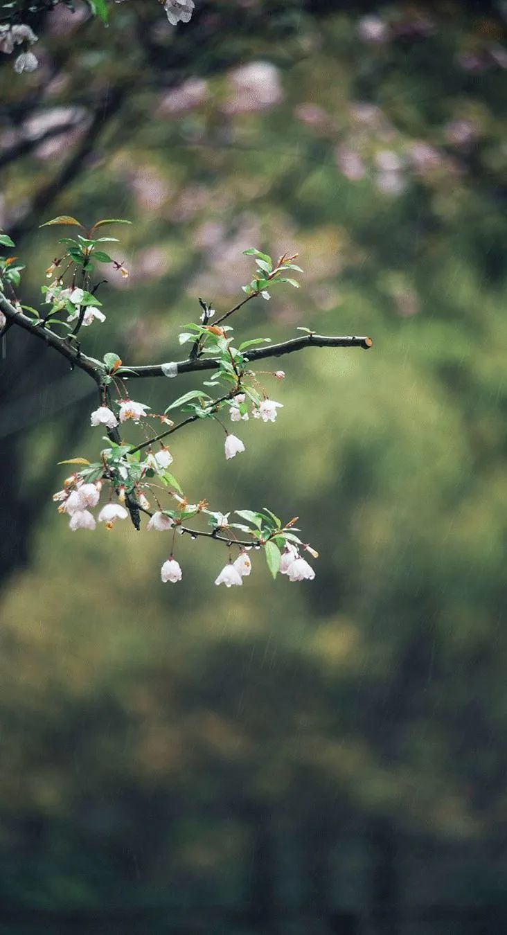 特别策划 | 茶室中国NO.2 风雨入室来插图6 特别策划 | 茶室中国NO.2 风雨入室来插图6
